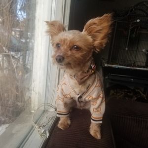 Designer Dog Cardigan Sweater